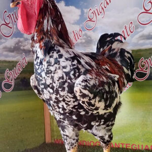 ovos galinha Balão Sertaneja top GSB