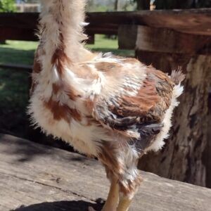 Pintinho Galinha balão sertaneja elite - GSB