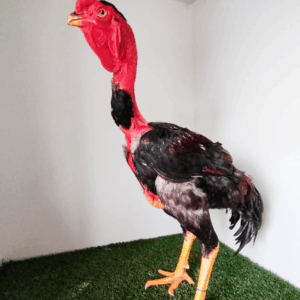 Ovos índio gigante pescoço pelado - PG elite