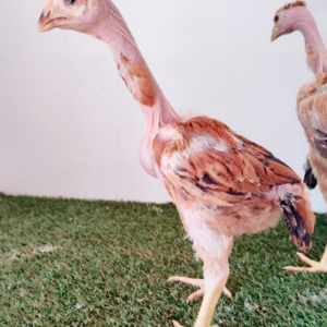Pintinhos Polaco Gigante